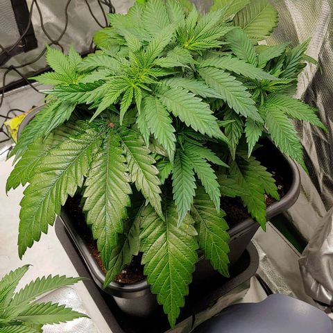 Northern Lights growlog timeline photo