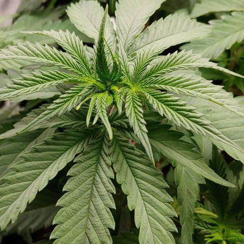 OG Kush growlog timeline photo