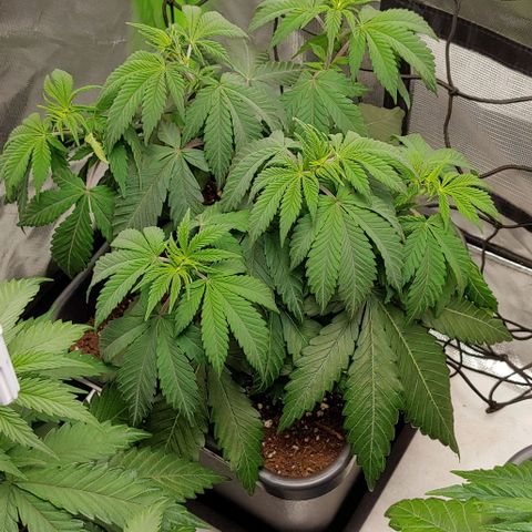 Special Queen #1 growlog timeline photo