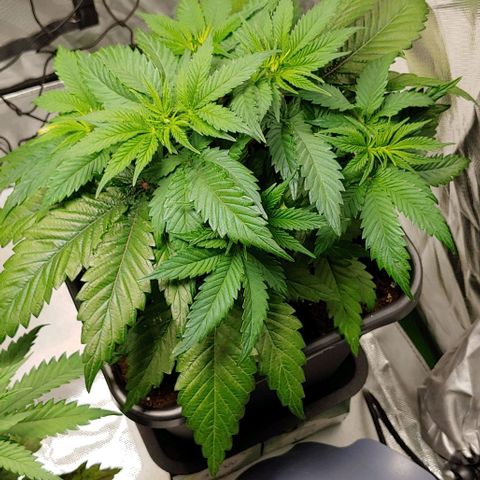 Northern Lights growlog timeline photo