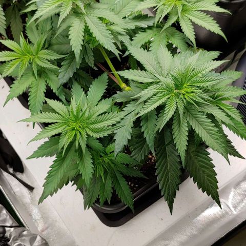 OG Kush growlog timeline photo