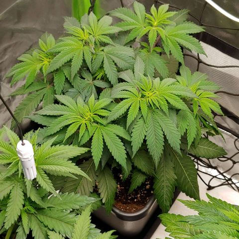 Special Queen #1 growlog timeline photo