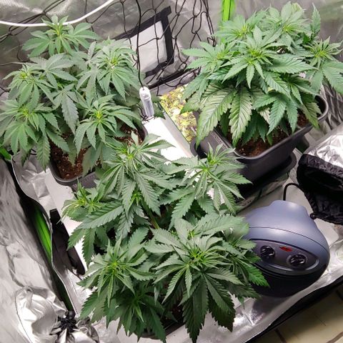 OG Kush growlog timeline photo