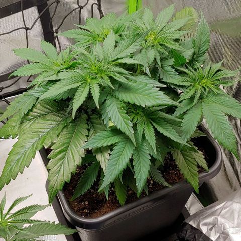 Northern Lights growlog timeline photo