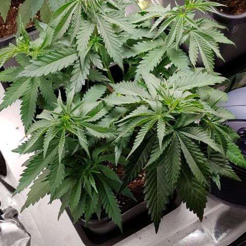 OG Kush growlog timeline photo