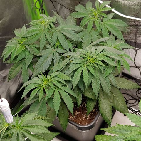 Special Queen #1 growlog timeline photo
