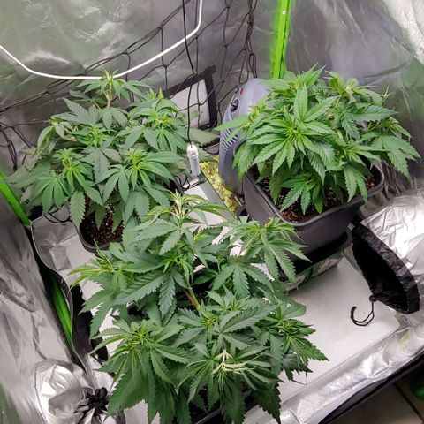 OG Kush growlog timeline photo