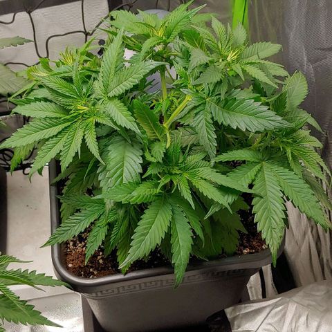 Northern Lights growlog timeline photo