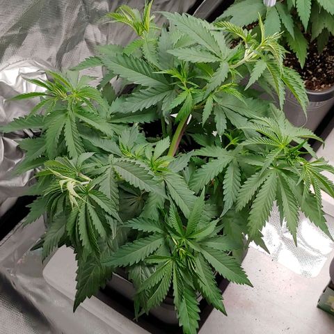 OG Kush growlog timeline photo