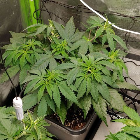 Special Queen #1 growlog timeline photo