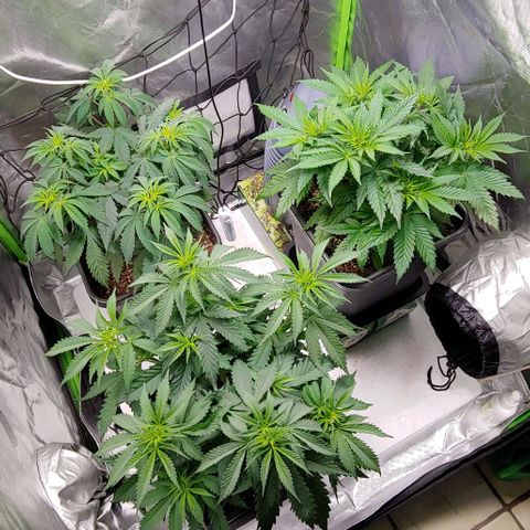 OG Kush growlog timeline photo