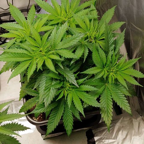 Northern Lights growlog timeline photo