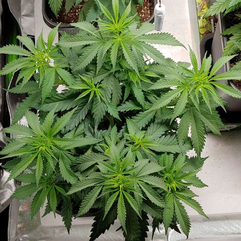 OG Kush growlog timeline photo