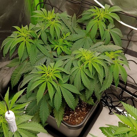Special Queen #1 growlog timeline photo