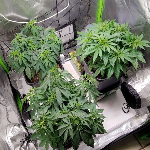 OG Kush growlog timeline photo