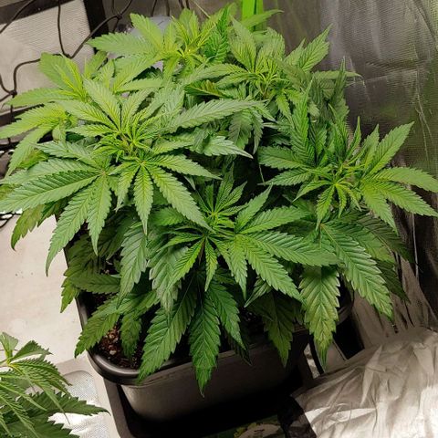 Northern Lights growlog timeline photo