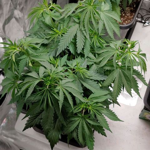 OG Kush growlog timeline photo