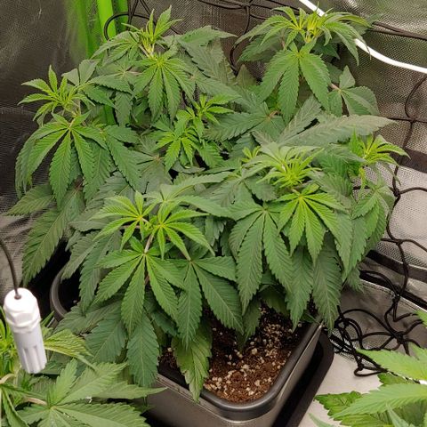Special Queen #1 growlog timeline photo