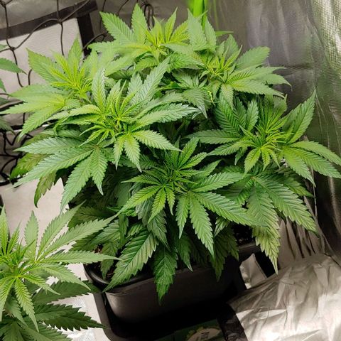 Northern Lights growlog timeline photo
