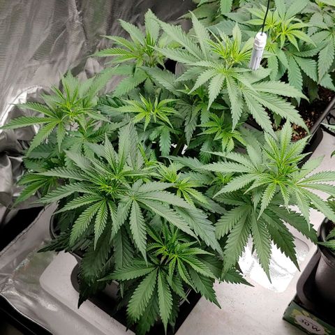 OG Kush growlog timeline photo