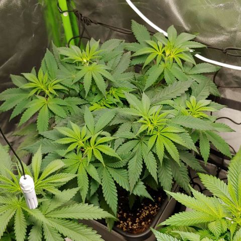 Special Queen #1 growlog timeline photo