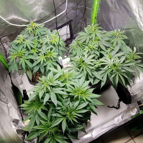 OG Kush growlog timeline photo