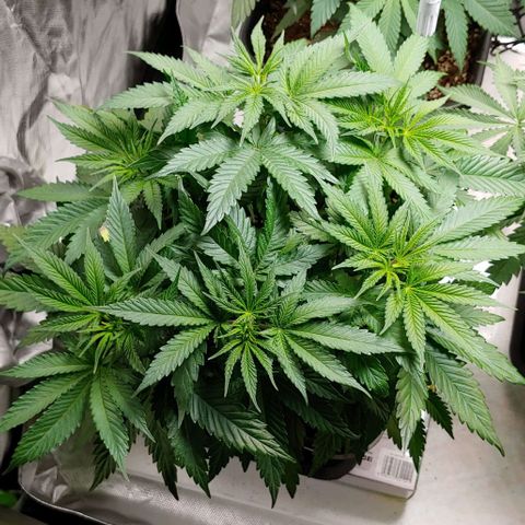 Northern Lights growlog timeline photo