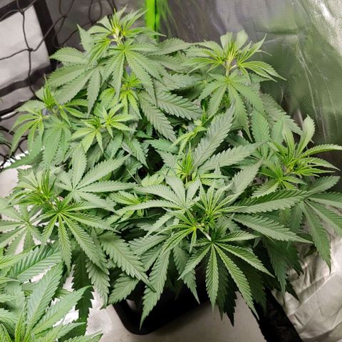 OG Kush growlog timeline photo