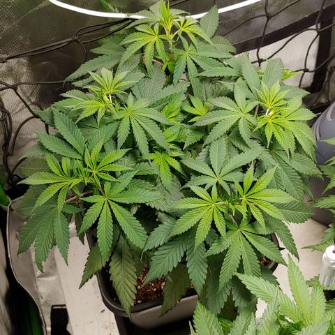 Special Queen #1 growlog timeline photo