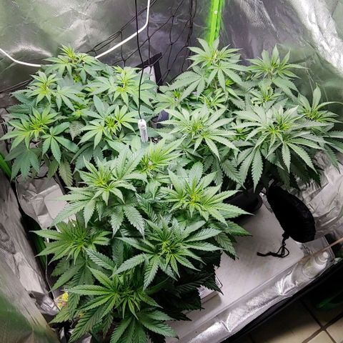 OG Kush growlog timeline photo