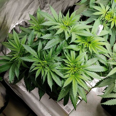 Northern Lights growlog timeline photo