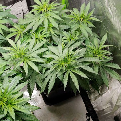 OG Kush growlog timeline photo