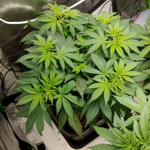 Special Queen #1 growlog timeline photo
