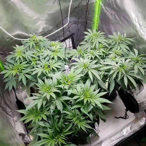 OG Kush growlog timeline photo