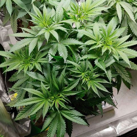 Northern Lights growlog timeline photo