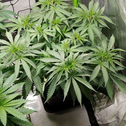 OG Kush growlog timeline photo