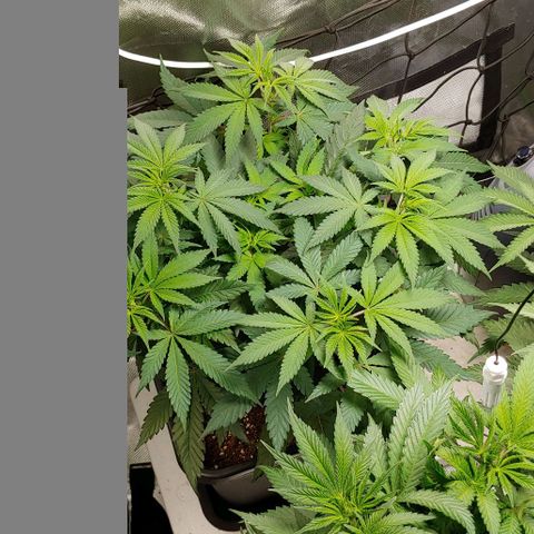 Special Queen #1 growlog timeline photo