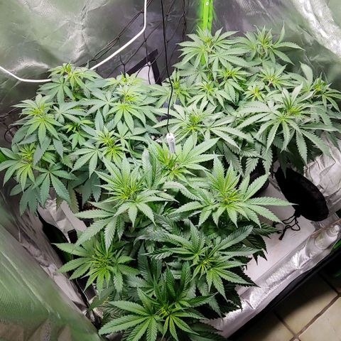 OG Kush growlog timeline photo