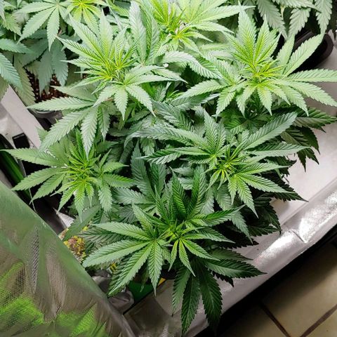 Northern Lights growlog timeline photo