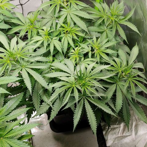 OG Kush growlog timeline photo