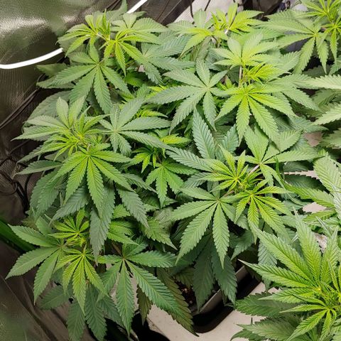 Special Queen #1 growlog timeline photo