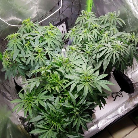 OG Kush growlog timeline photo