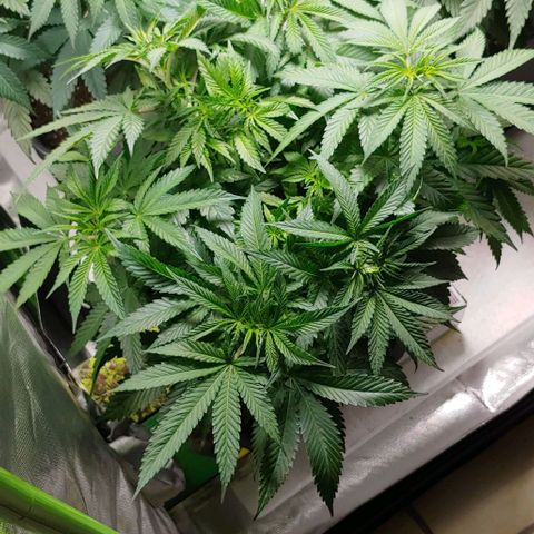 Northern Lights growlog timeline photo