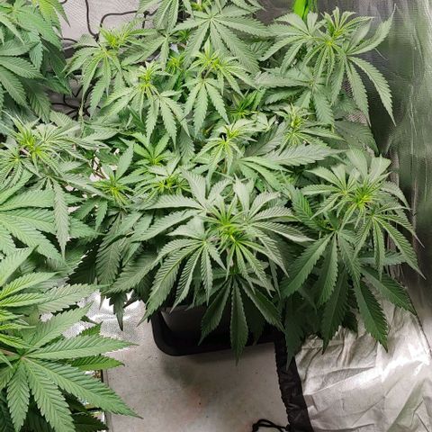 OG Kush growlog timeline photo