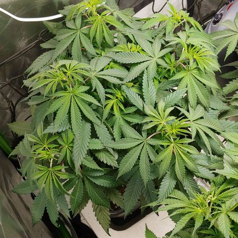 Special Queen #1 growlog timeline photo