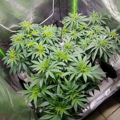 OG Kush growlog timeline photo