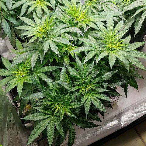 Northern Lights growlog timeline photo