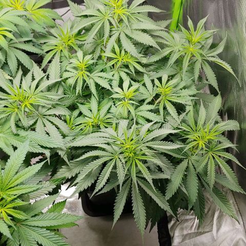 OG Kush growlog timeline photo
