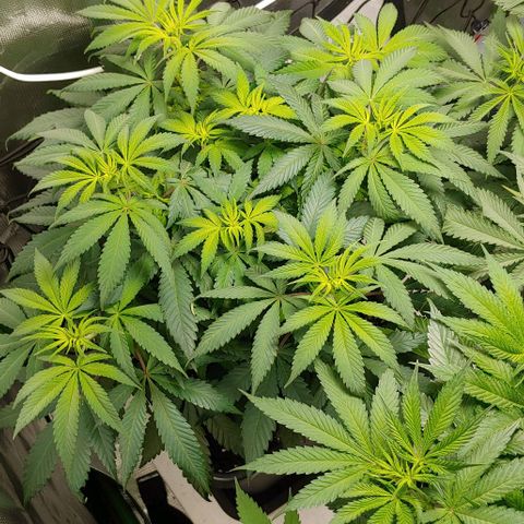 Special Queen #1 growlog timeline photo