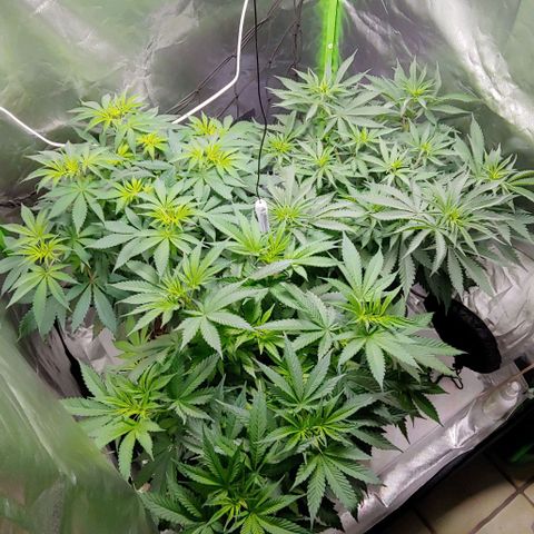 OG Kush growlog timeline photo